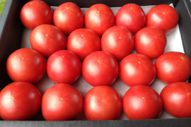 今が旬!!４月末まで!!『Red i〜紅〜』熊本県八代産 こだわりトマト １kg