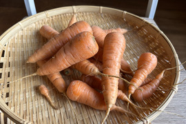 奥出雲産自然栽培人参(800g)