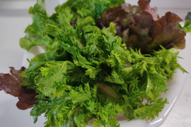✨お肉が劇的にうまくなる！🍃採れたてわさびリーフ500g　農薬・化成肥料不使用✨