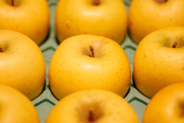 シナノゴールド（約５㎏）
信州長野生まれのサクサク黄りんご