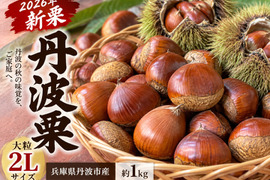 【2026年新栗】丹波栗 2Lサイズ 約1kg 兵庫県丹波産・秋の味覚・採れたて発送 栗 生栗 産地直送