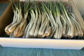 沖縄 伊江島特産 島らっきょう 1kg