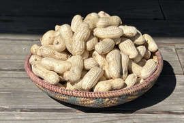 農薬・化学肥料を一切使っていない　おおまさり　1Kg