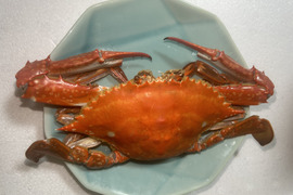 愛知，日間賀島産　ワタリガニ   身入り完璧【大】250g±個体を4杯で1kg  基本茹でて発送、【ケジャン用で冷凍発送も人気】