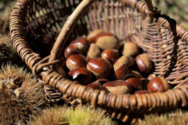 完売御礼✴熊本産　自然栽培　和栗🌰3キロ　L～2L　中～大粒　朝採り直送