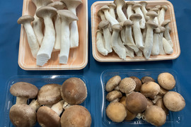 石井食品おまけ付　きのこの甘み引き立つエリンギ・椎茸セット