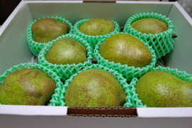 《予約販売》山形県産　洋梨　ラ・フランス　3kg　秀品  (8～12玉)