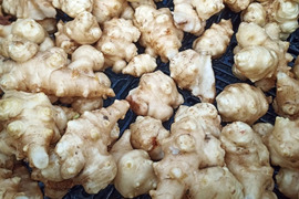 菊芋 1kg【令和7年12月掘】　おためし【土付き】ほっこり　サイズMIX　保存しやすい土付き自然栽培　高知県産　食用・種芋にも使えます