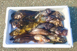 高級魚鮮魚ボックス❗️5kg サービス増量あり❗️青森県津軽海峡産❗️