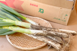 【破格のお値段！業務用向け】寒さで甘味を蓄えた新鮮長ネギ（お徳用５kg・約３０〜４０本入り）