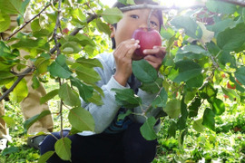 【3種ミックス！】サンふじ＋ぐんま名月＋シナノゴールド　家庭用　約5キロ【葉とらず】JA基準より60％減の低農薬栽培【りんご食べ比べ】