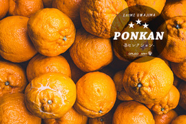 ★豊作セール★【訳ありBセレクション】熟成 今津ポンカン4.5kg