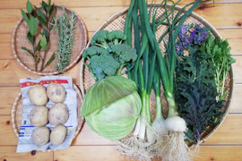 【農薬・化学肥料不使用】プチヴェール入り野菜セット【6~8種類の野菜】【火・金曜日発送】【熨斗(のし)対応可】【80サイズ箱】