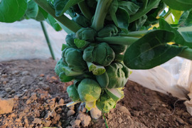 ✨農薬・化成肥料不使用の新鮮芽キャベツ約300g+コカブ約1㎏✨冬の温かい食卓セット😊