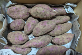 seaさつまいも２０Kgﾊﾟｰﾌﾟﾙｽｲｰﾄﾛｰﾄﾞ パープルスイートロード 【業務用食材の仕入れなら八面六臂】