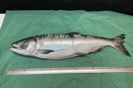 【幻の鮭】メジカ/目近/原体4.5～5.0kg/半身/フィレ/1000匹に1匹【生】【急速冷凍可】【在庫限り】