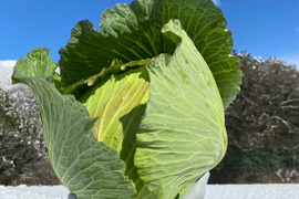 【雪どけの…春の季節野菜】春キャベツ８玉　兵庫県香美町産