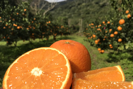 甘うま溢れる！奄美たんかん（10kg・ご家庭用）