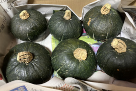 自然栽培冬至用坊ちゃんかぼちゃ2kg4-6玉