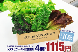 新鮮採れたて！化学肥料/化学農薬不使用だから安心して食べられる！レタスとケールの定期便 4個セット
