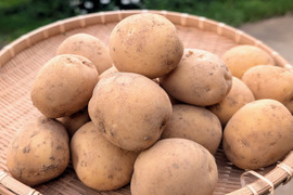 《夏の新じゃがいも》品種：普賢丸（ふげんまる）２KG  五島列島産 自然農業での栽培