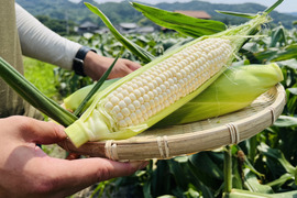 【生で食べられる幻の白いとうもろこし】香川県産ピュアホワイト🌽🤍