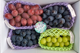 【贈答用】園主オススメ 希少品種入り4房詰合せ  約２kg