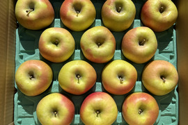 甘～いりんご✨ぐんま名月 約10kg 信州りんご