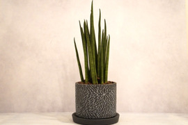 ミニ観葉植物【サンスベリアバキュラリス × 黒花模様陶器】高さ約32cm×横約12cm【朝市限定】