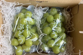 朝採りで厳選！その日に発送【贈答用シャインマスカット】２房入り箱