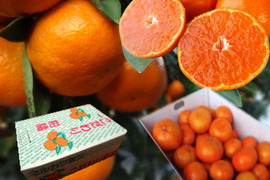 みかん好きが求める！夢の濃熟みかん！甘〜い完熟濃厚な美味しさでみかん好きも大絶賛！驚きの旨さにリピ続出！ネットで噂のブランドみかん「蜜ツ丸（みつまる）」サイズ混合　お試し品　約５ｋｇ【商品番号139】