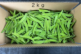 和歌山県産【絹さや】（秀品）2キロ