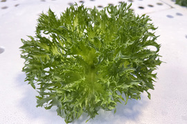 【農薬化学肥料不使用】ダイくんちの野菜！シャキシャキ食感！ハンサムグリーン　1箱8袋（1袋70～90ｇ程度）