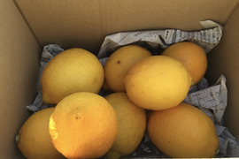 【収穫したて発送】ねこ農園のレモンお得な2kg【ノーワックス】