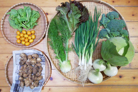 【農薬化学肥料不使用】種なしキンカン(ぷちまる)入り野菜セット【８種類以上の野菜】【金曜日発送】【熨斗(のし)対応可】【８０サイズ箱】