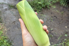ご家庭用カット品80｜信州産｜生糖もろこし