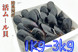 【天然✨陸奥湾産】活ムール貝【1Kg〜3kg】
