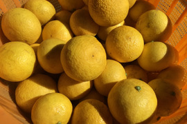 収穫したてお届け！【農薬不使用】甘酸っぱいフレッシュな！ねこ農園の湘南ゴールド1kg