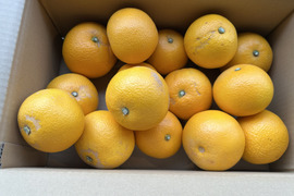 『紀の川八朔』　訳あり（外皮）　M〜２L混合5kg  味は一緒　ご家庭用　お得です！