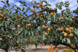 旬の味　家庭用たねなし柿　正味7.5kg　（30〜35個入）