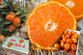 【夏ギフト】ボリューム満点の食べ応え！甘～いジューシー果汁滴る！冷蔵庫で冷やしてやみつき！ネットで話題！「蜜ツ星（みつぼし）」ゴロっと特大玉　秀優混合　たっぷり４．５ｋｇ【商品番号33】「熨斗対応可」