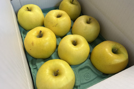 【予約販売】希少  もりのかがやき 約3kg(8～12個)