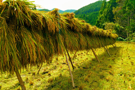 九州山地の自然栽培米　【自然乾燥】5kg