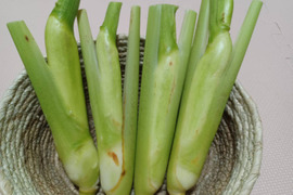 パワー満載 自然農「まこもだけ」B品 2kg