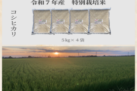 R7年産特別栽培米　   コシヒカリ　20㎏