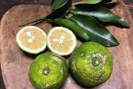【農薬化学肥料不使用】今だけちょびっと青唐辛子付き！素朴な見た目のねこ農園の青ゆず1kg