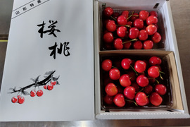 さくらんぼ　 山形美人　山形県上山市産