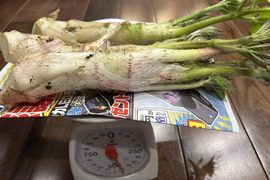 春の訪れ！ウド(300〜400g)。まずはこれから！お試し商品。