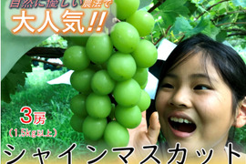 【農薬節減】甘くて美味しい自慢のシャインマスカット（3房）