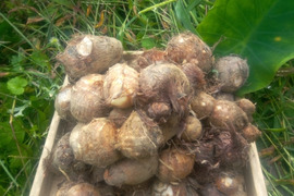 里芋　自然栽培　肥料農薬不使用、自家採種